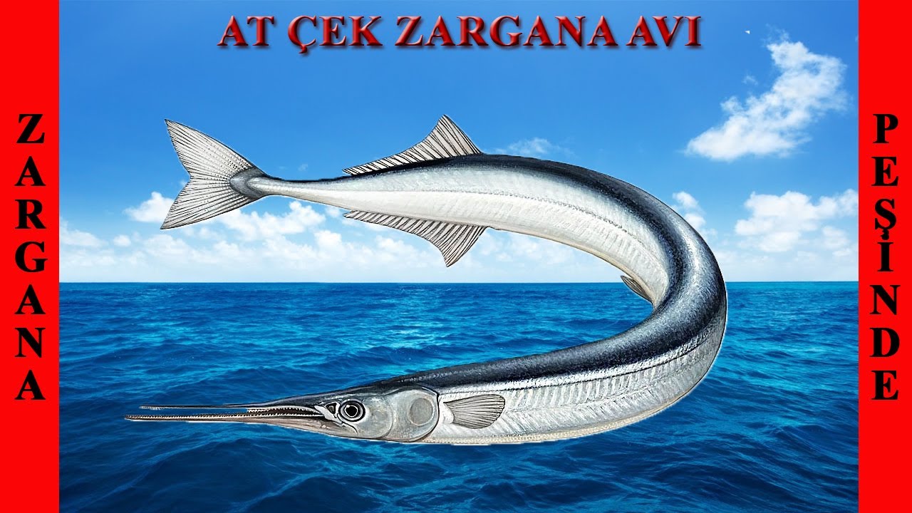 Samsun  At Çek Yöntemi ve  İpek Takım ile Zargana Avı / Sargan Avı