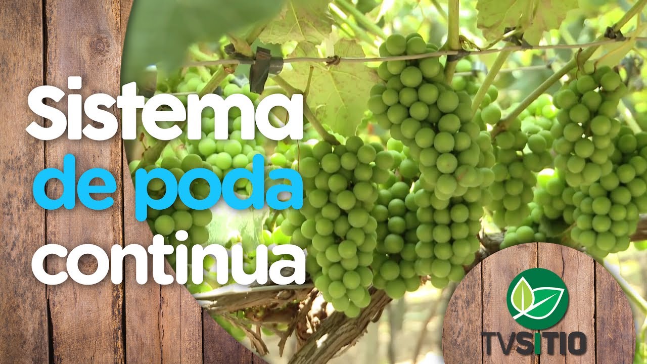 PODA CONTÍNUA: 3 SAFRAS POR ANO EM UMA MESMA VIDEIRA