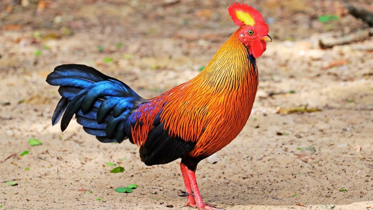 O galo selvagem do Sri Lanka (Gallus lafayettii)