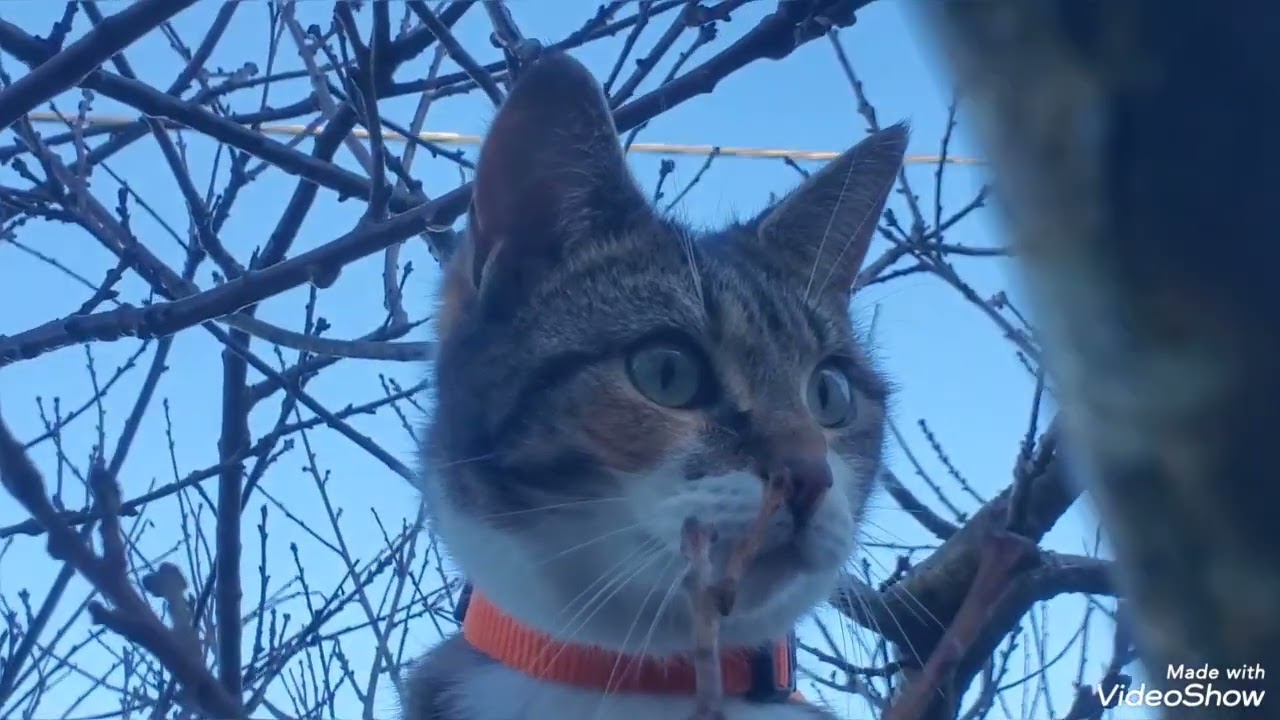 Gotcha day - Samiah from kitten to tree cat