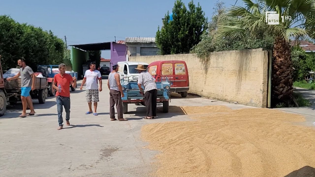 Grur&euml; p&euml;r tregti jo p&euml;r buk&euml;, far&euml;rat jocil&euml;sore penalizojn&euml; fermer&euml;t e Myzeqes&euml; | RTSH