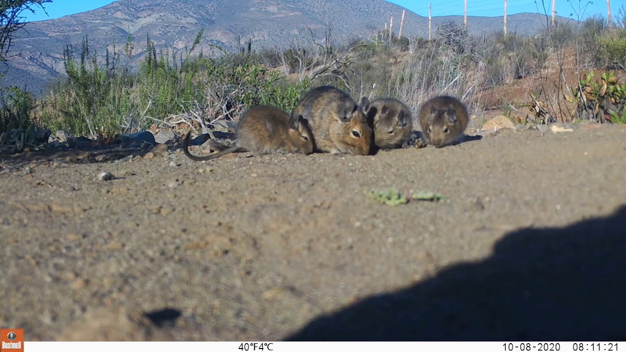 Degus