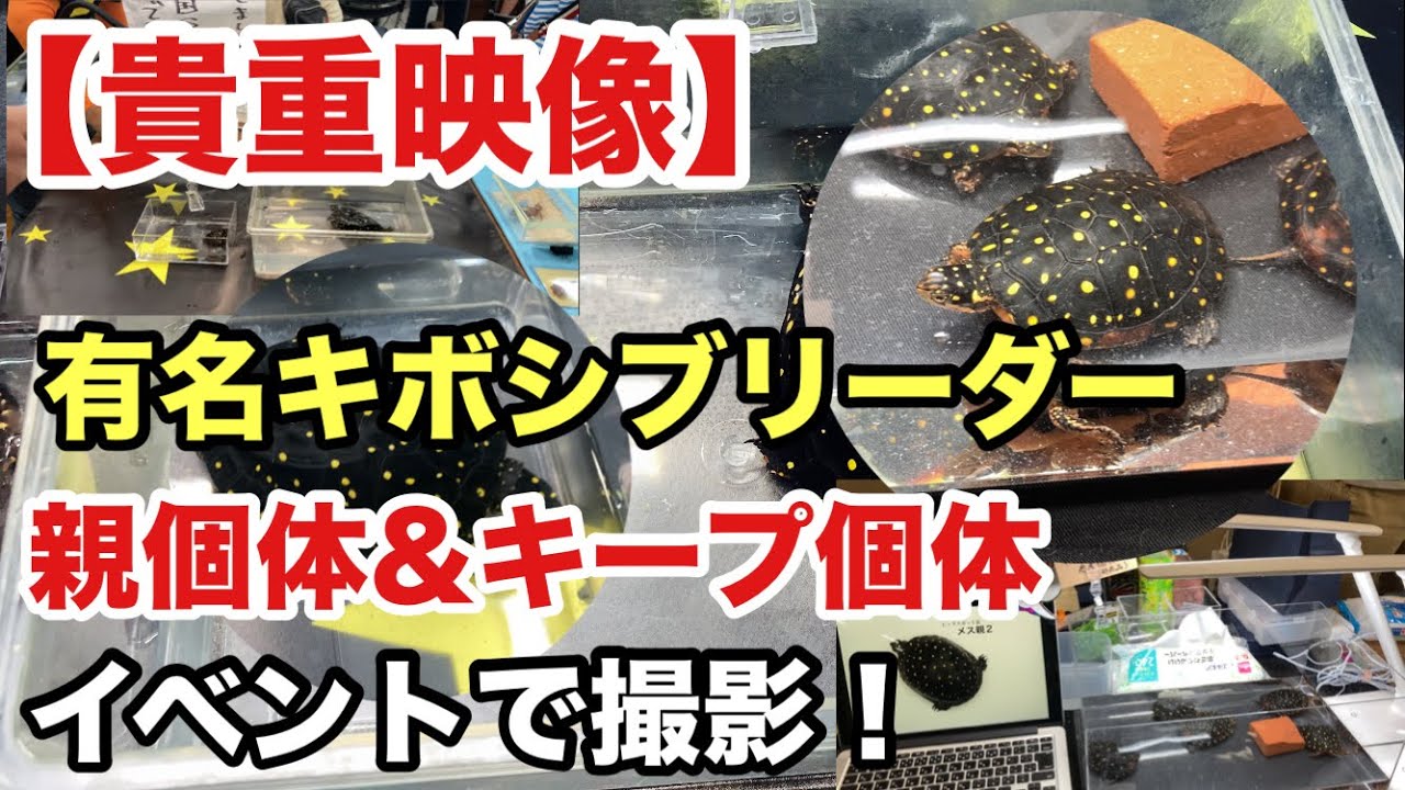 【キボシ帝国&てつ亀】極美キボシを輩出するブリーダーブースを撮影！