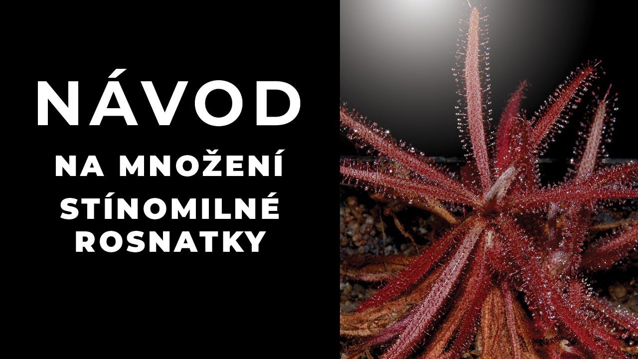 Množení a pěstování rosnatky Drosera adelae