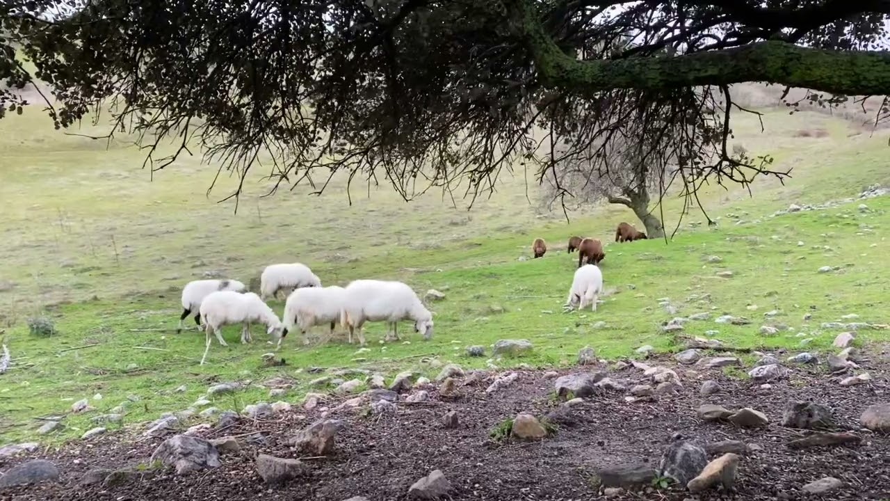 Ovejas pastando