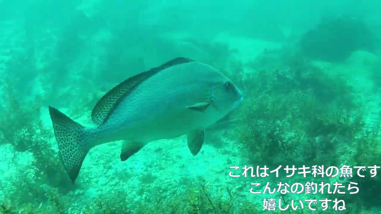 一人でシュノーケル＆素潜り　城ヶ島（神奈川県）　ヒナダンそばの磯　キンギョハナダイ　シラコダイ　コロダイ　ミナミギンポなどに出会えた！　２０２４年１０月１５日