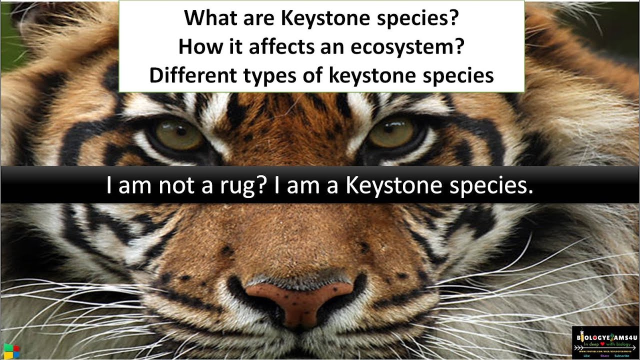 What are Keystone Species? |Keystone Species Definition, Types, Significance with Examples | Ecology