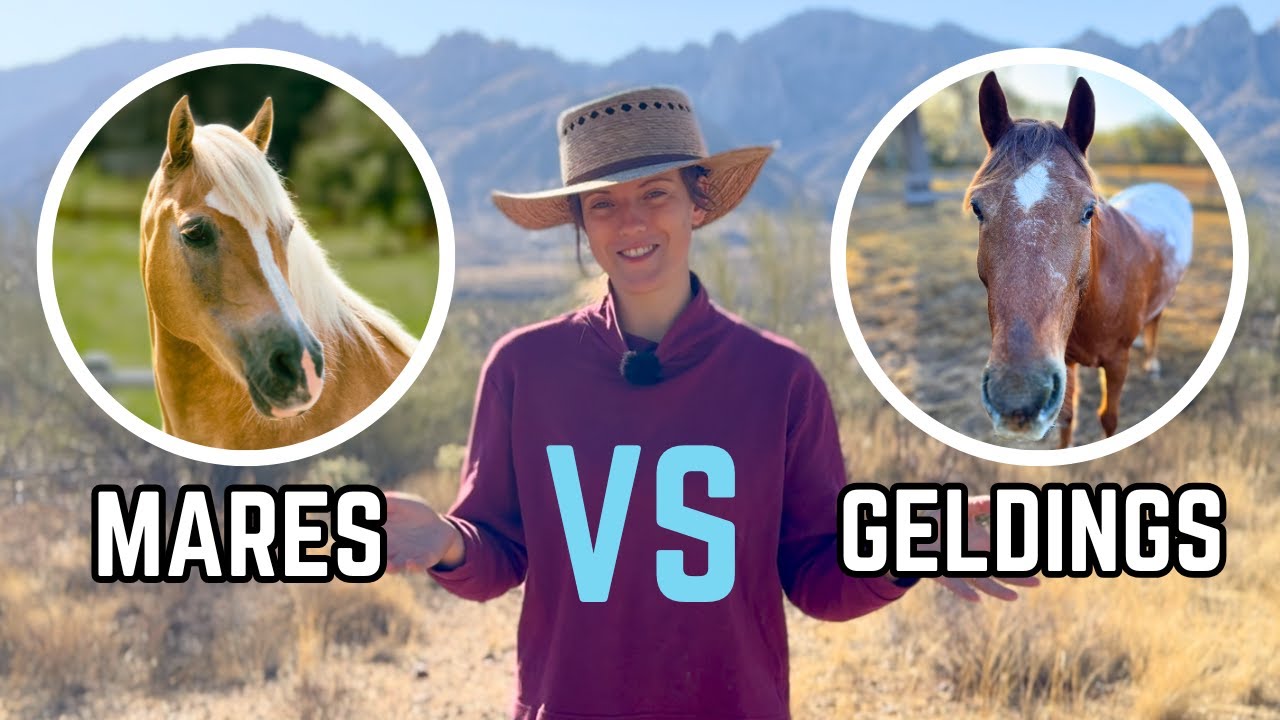 Mares VS Geldings: Which Is Better?