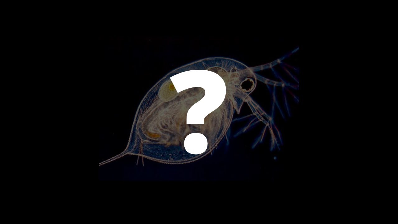 Il mistero delle Dafnie scomparse