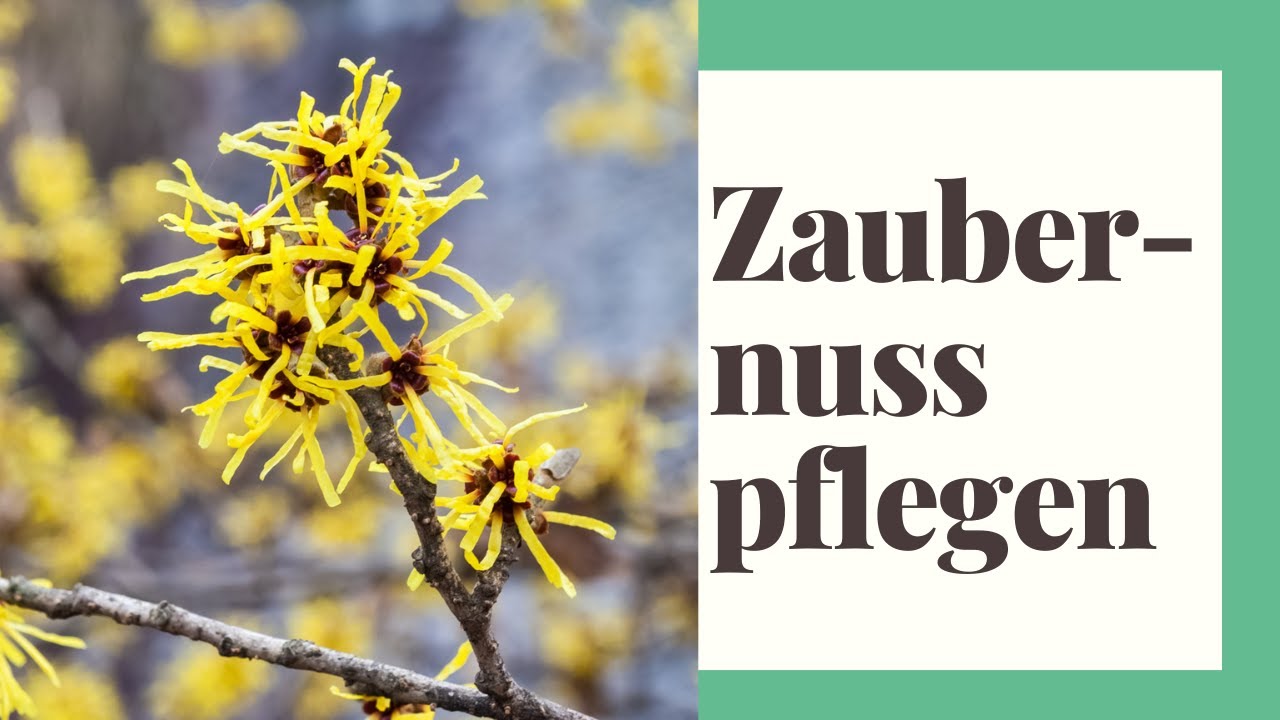 Zaubernuss Pflegen - So geht´s