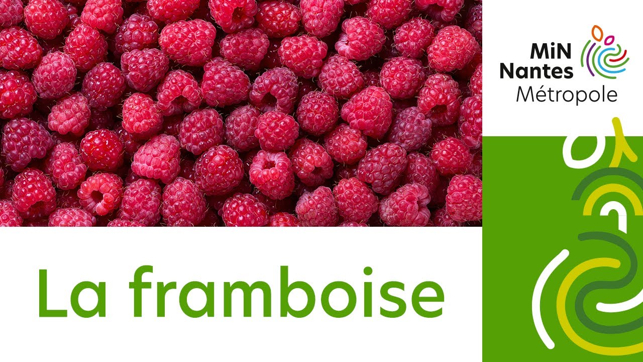 [Recette] La framboise : la délicieuse pépite de l'été - MiN Nantes Métropole