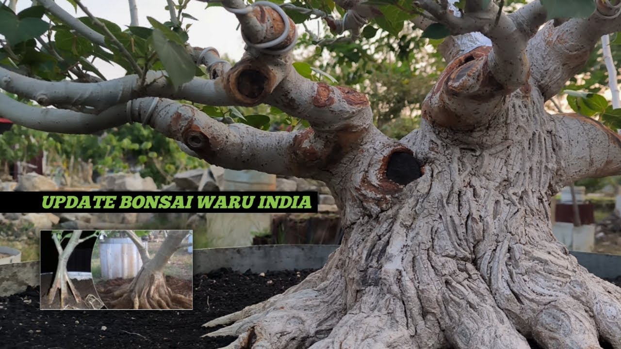 Обновление программы по разделению пятилетнего индийского дерева бонсай Вару