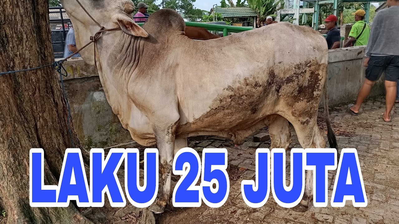 SAPI PUTIH JANTAN LAKU 25 JUTA DI PASAR HEWAN PELAIHARI