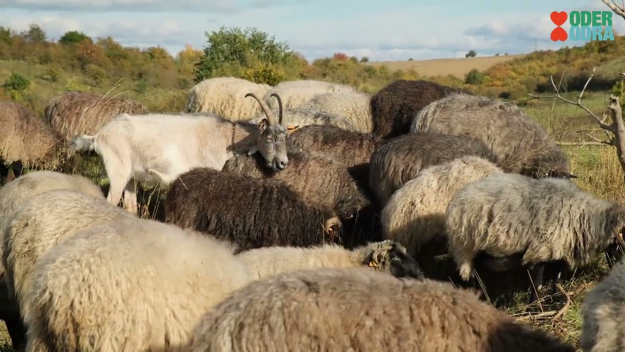 Łąki kserotermiczne w Owczarach