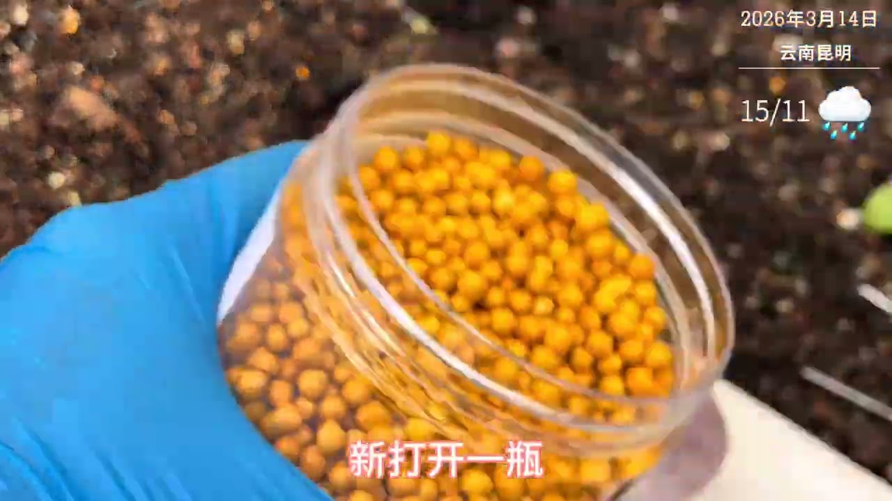 雨花石转眼间叶插5个月啦#多肉植物养护 #多肉叶插