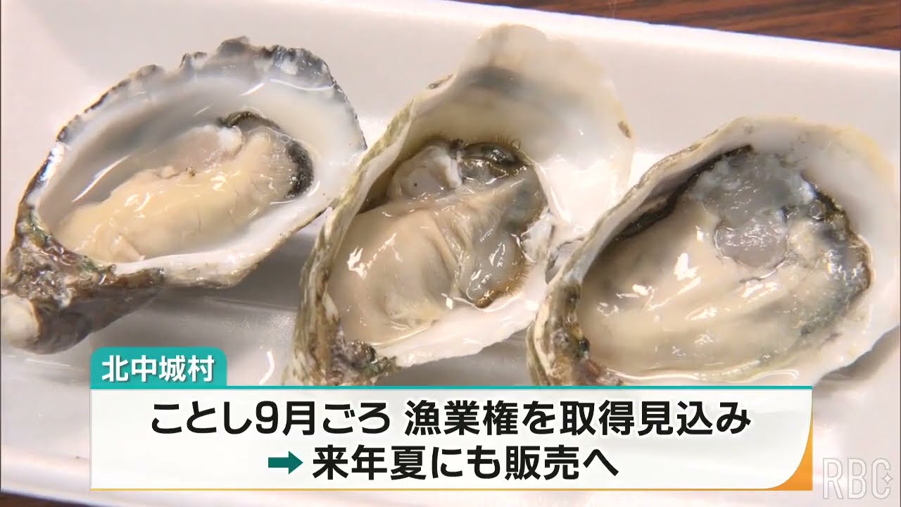 アーサ（アオサ）養殖衰退の北中城村の打開策は「牡蠣養殖」 実証実験順調で9月に漁業権取得へ
