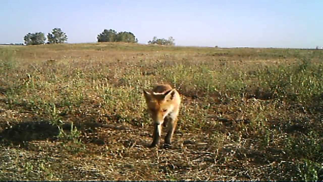 Őrszemek a pusztában - Camera trapping in Kiskunság