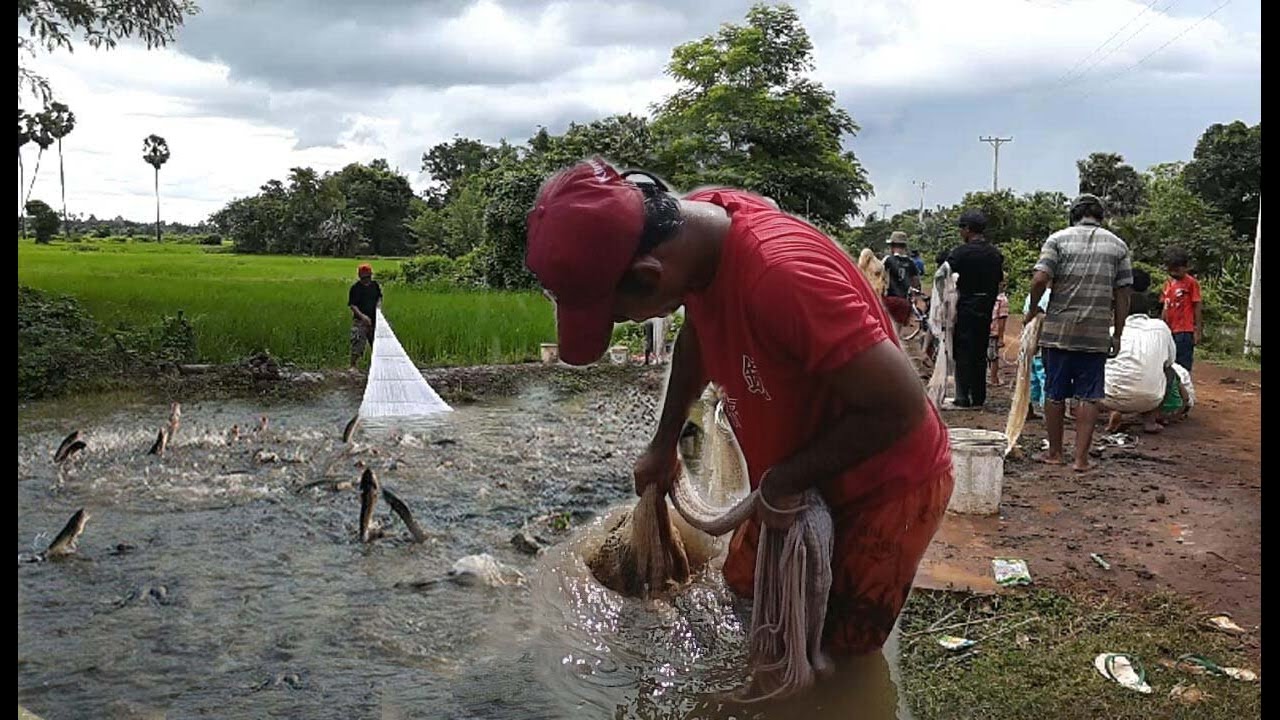Net Fishing In Battambang Province - Cambodia Traditional Fishing Khmer Cast Net Fishing