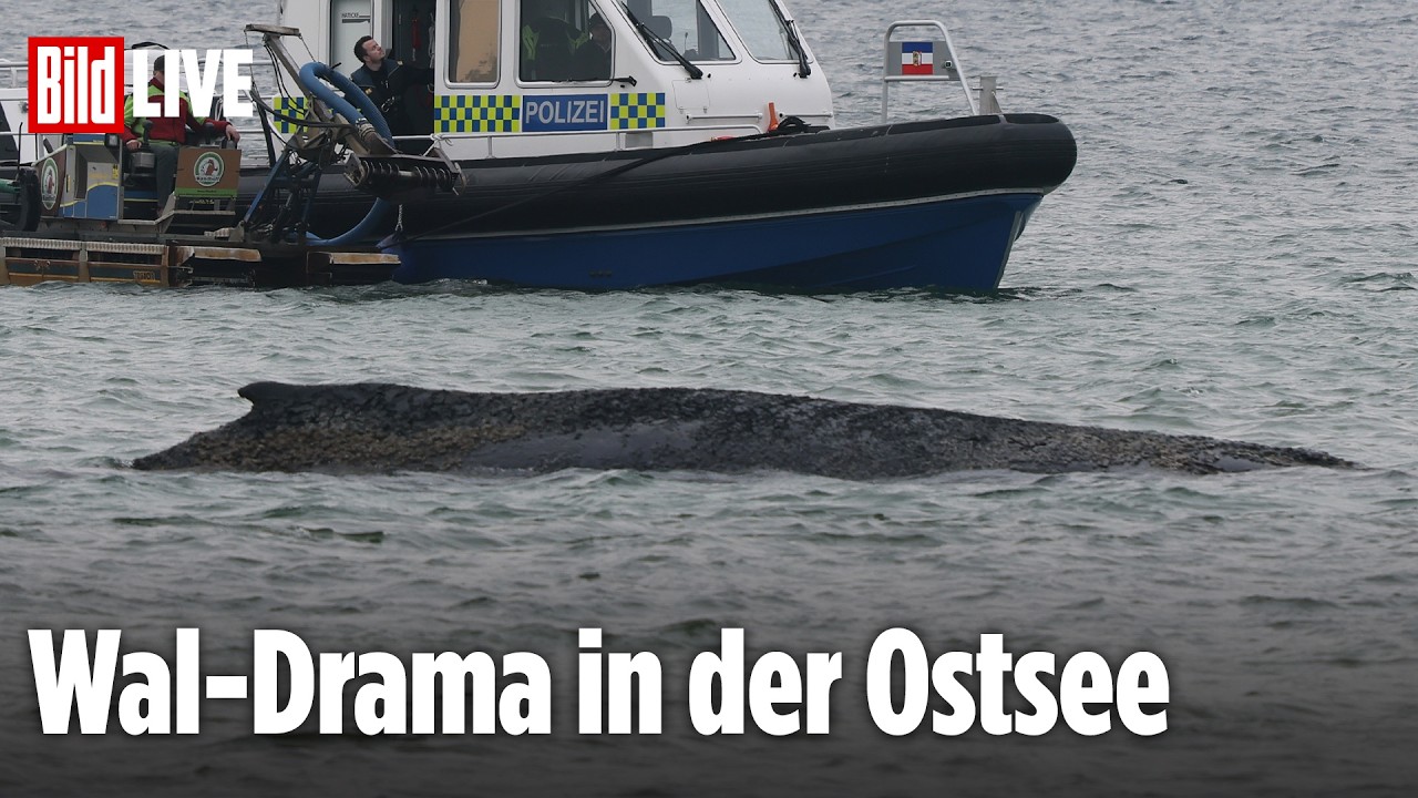 🔴 Live von L&uuml;becker Bucht: Saugbagger-Rettung f&uuml;r Wal gestoppt! Wie geht es weiter?
