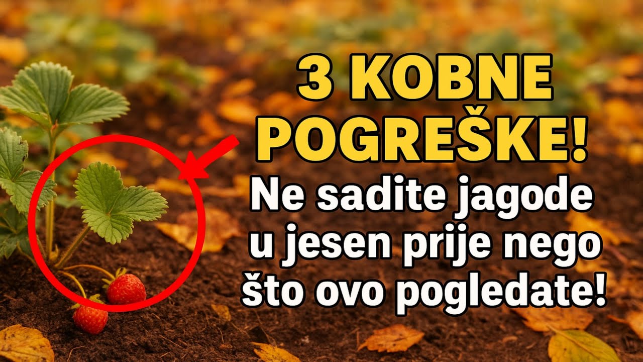 Ne sadite jagode u jesen prije nego što ovo pogledate! 3 kobne pogreške koje će vam uništiti urod.
