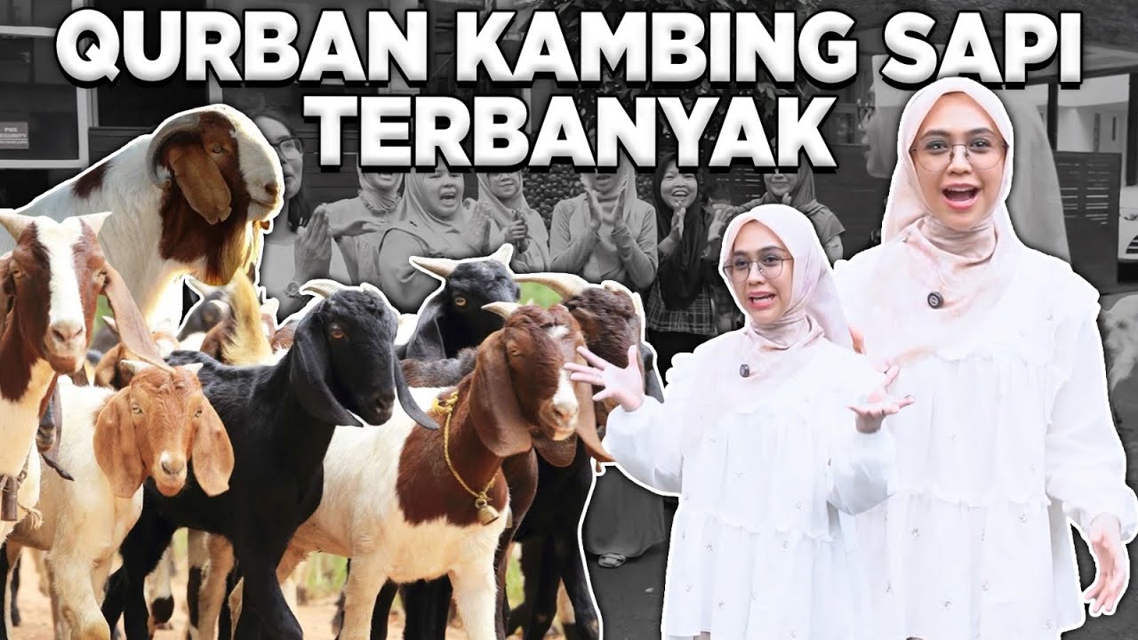 QURBAN SAPI & KAMBING TERBANYAK..