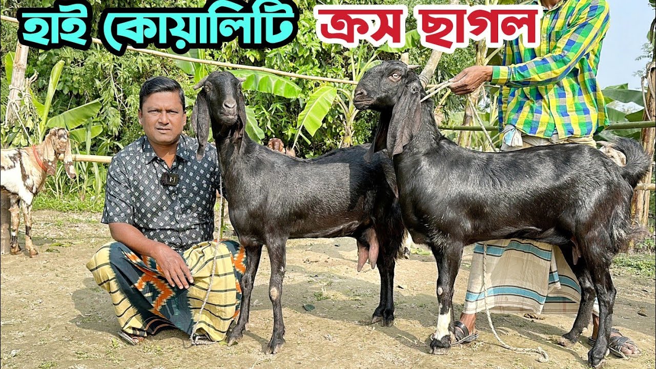 হাই কোয়ালিটি খামার উপযোগী ক্রস ছাগল কিনুন নাটোরের ভান্ডারী গোট ফার্ম থেকে। তোতাপুরী। Goat Price