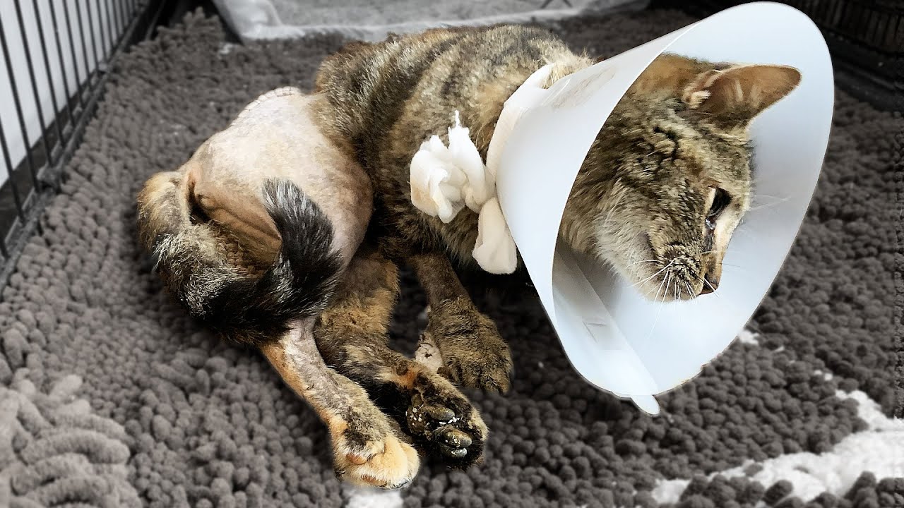 How My Barn Cat Came Back from the Dead | The Return of Lil Barn Cat to the Farm