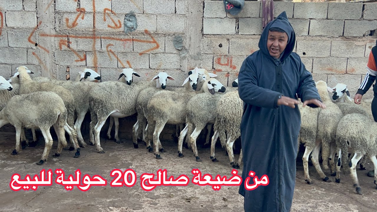 مباشرة من ضعية صالح جاب 20 حولية ضارة للبيع و