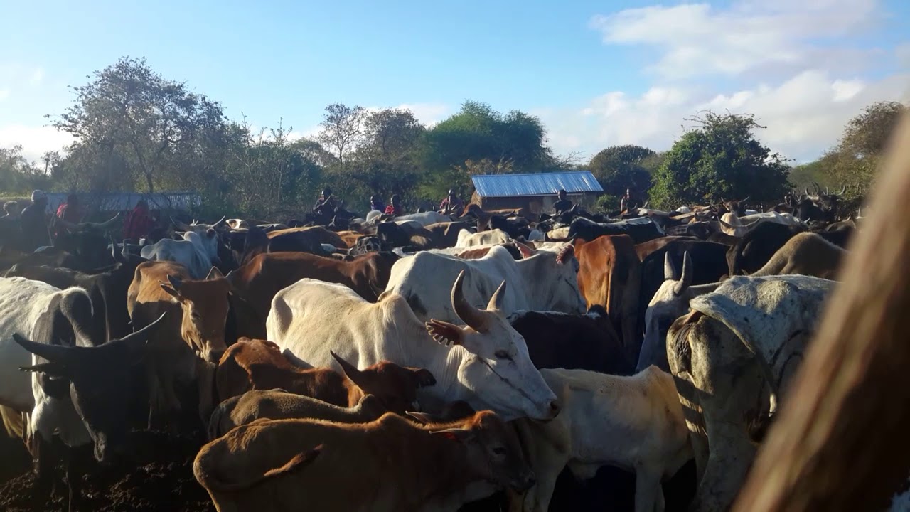 A Maasai cow blessing