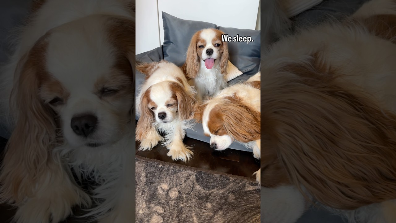 What do three cavalier King Charles spaniels do when they&rsquo;re together?