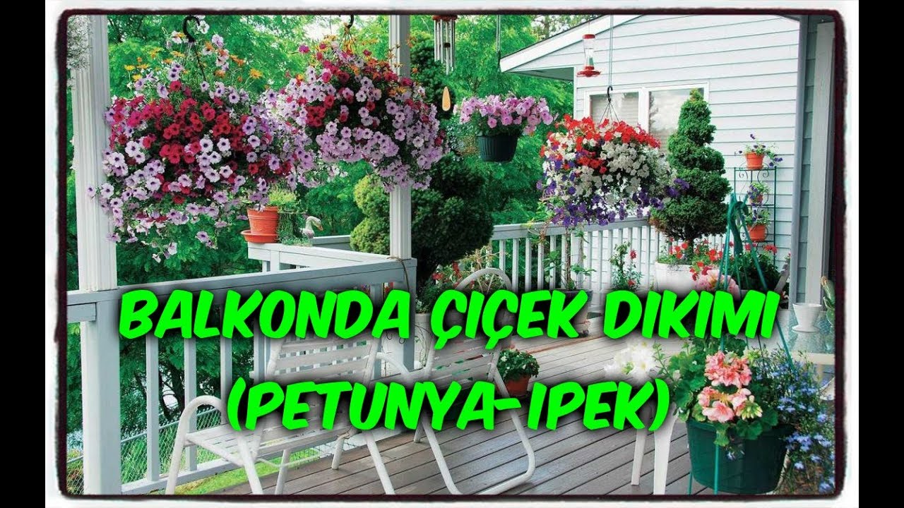 BALKONDA ÇİÇEK DİKİMİ VE BALKON SOHBETİ (PETUNYA & İPEK ÇİÇEĞİ)