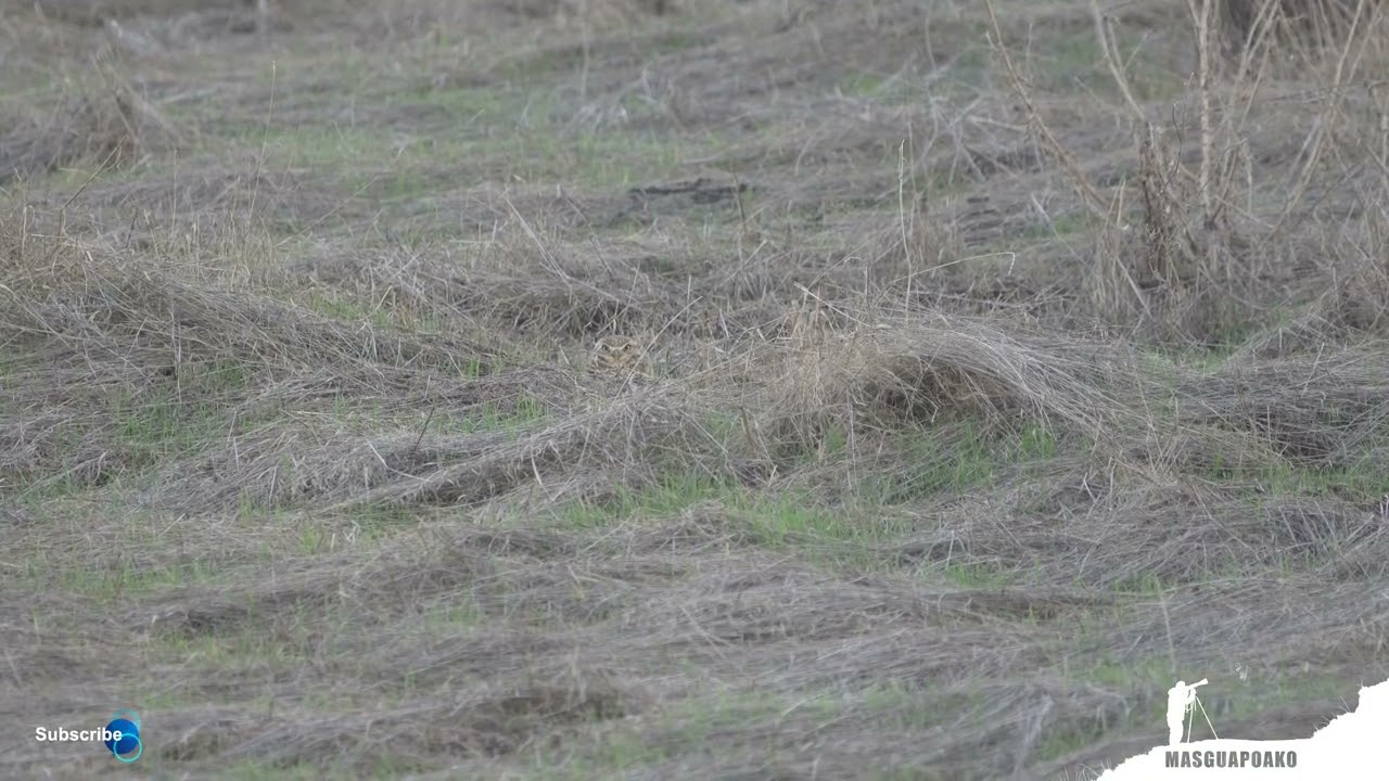 🦉🦉🦉 Burrowing Owl (Athene Cunicularia ) 🦉🦉🦉