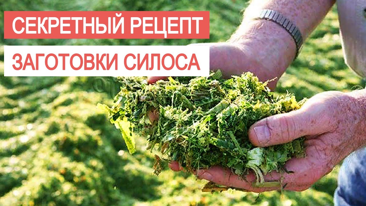Посев, выращивание и консервация люцерны. ЗАГОТОВКА СИЛОСА и СЕНАЖА с SilosProf от Protect&Feed.