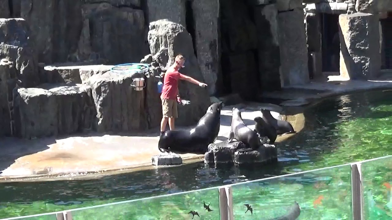 ZOO Praha cvičení lachtanů 14.8.2017