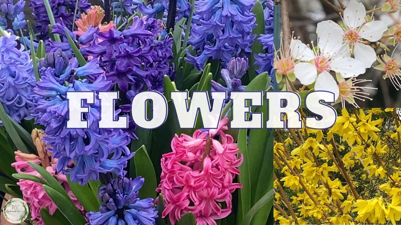 Different Types Of Spring Flowers | In UK