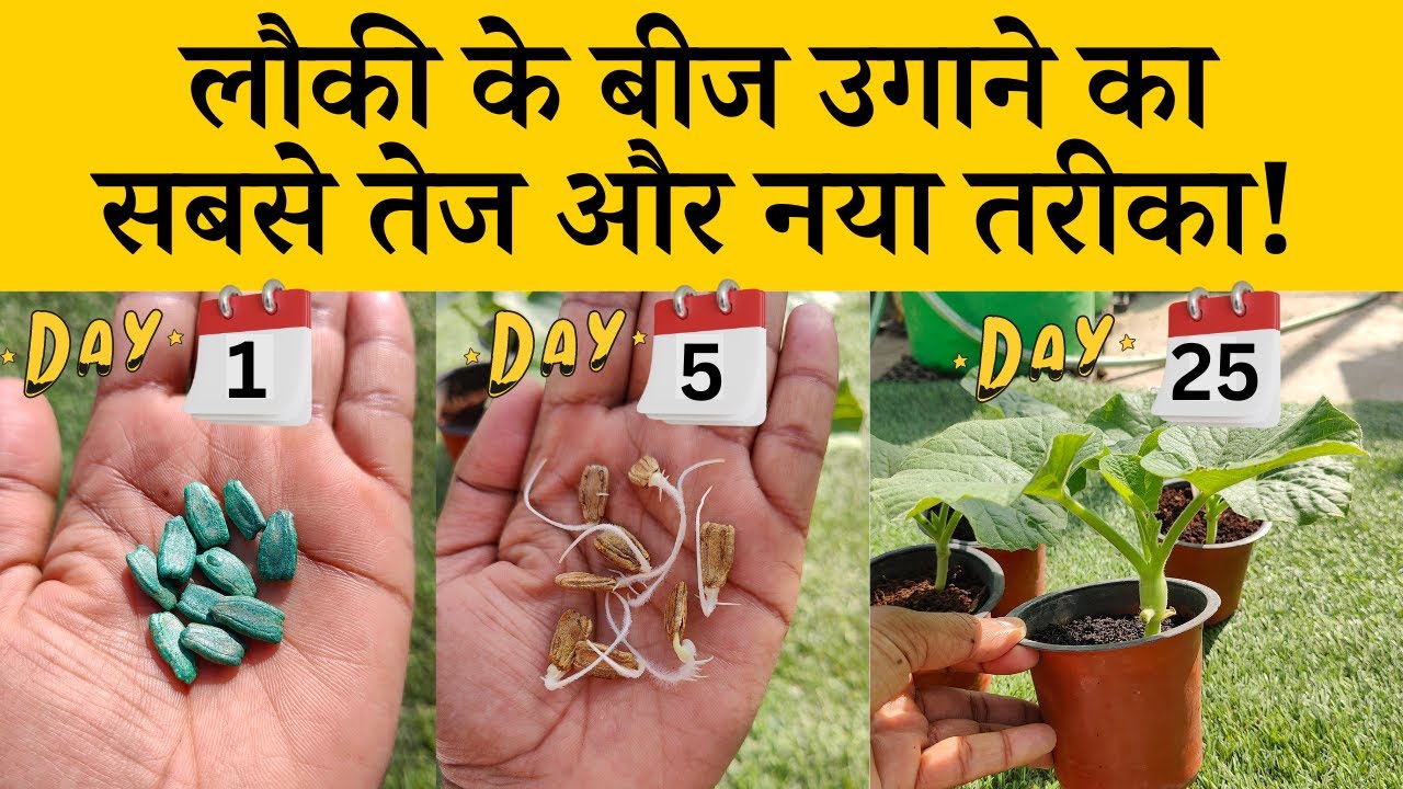 लौकी के बीज उगाने का सबसे तेज और नया तरीका! Fastest Method of Bottle Gourd Seed Germination in Hindi