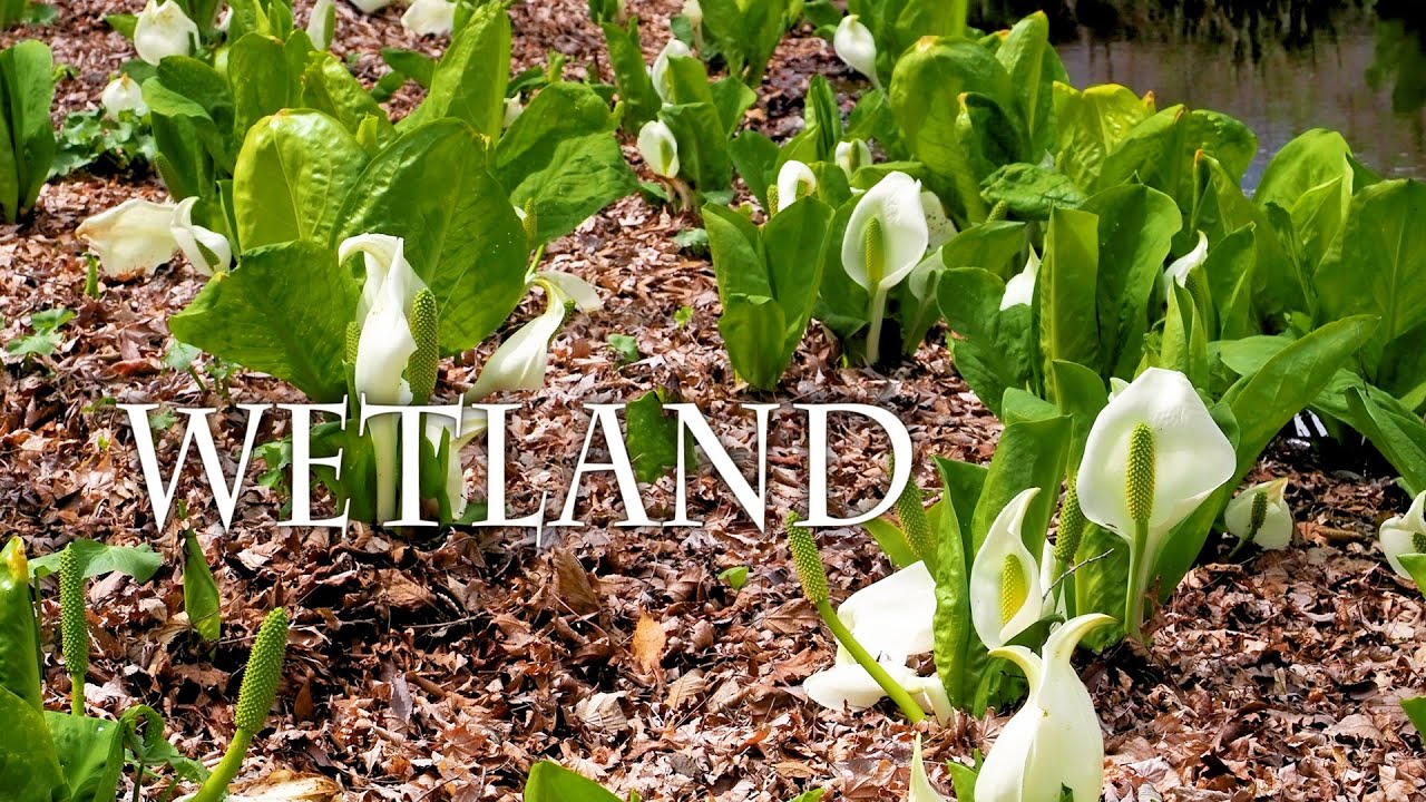 Marsh plants of Japan. Hakone Botanical Garden of Wetlands 2023 Spring. 春の箱根湿生花園 