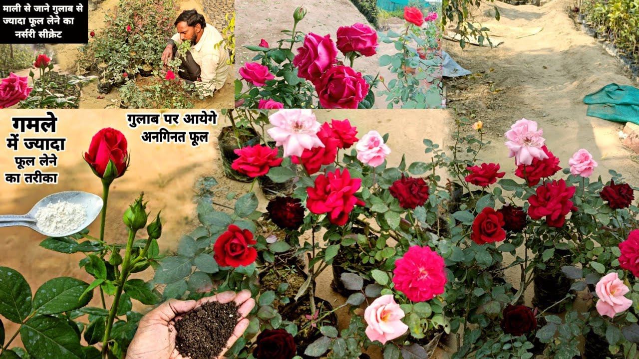 गुलाब से ज्यादा फूल पाने का नर्सरी सीक्रेट ।। Full Care of Roses , Tips For Heavy flowering