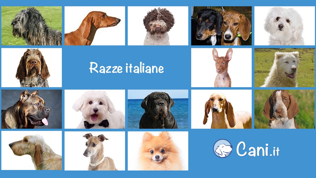Cani di razza italiani