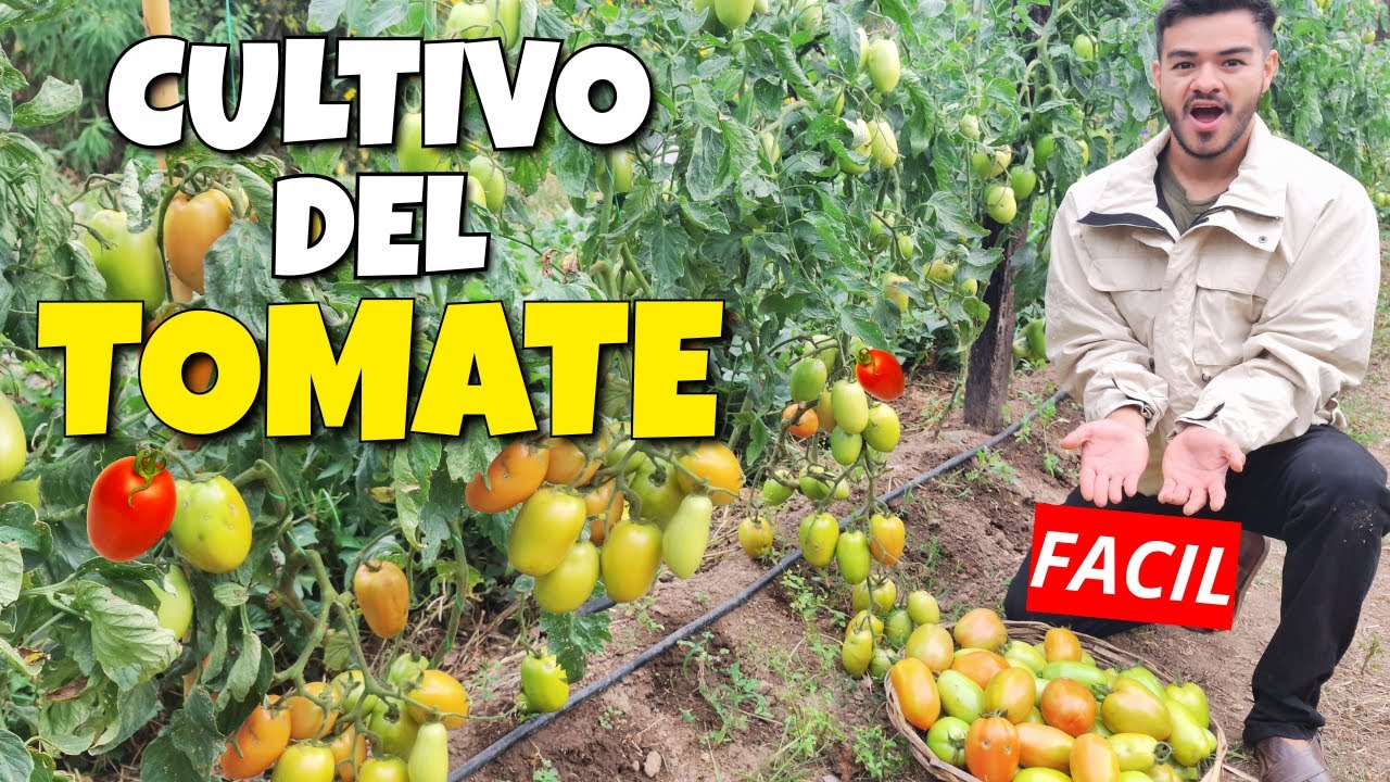 como SEMBRAR y CULTIVAR TOMATE ORGÁNICO en CASA | siembra a cosecha 🌱🍅