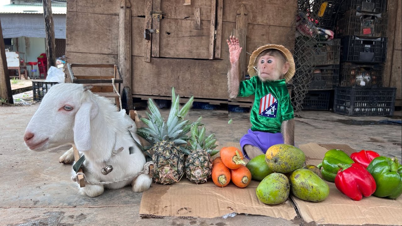 CUTIS Takes Goat To Harvest Fruit Sell Buy Milk ???