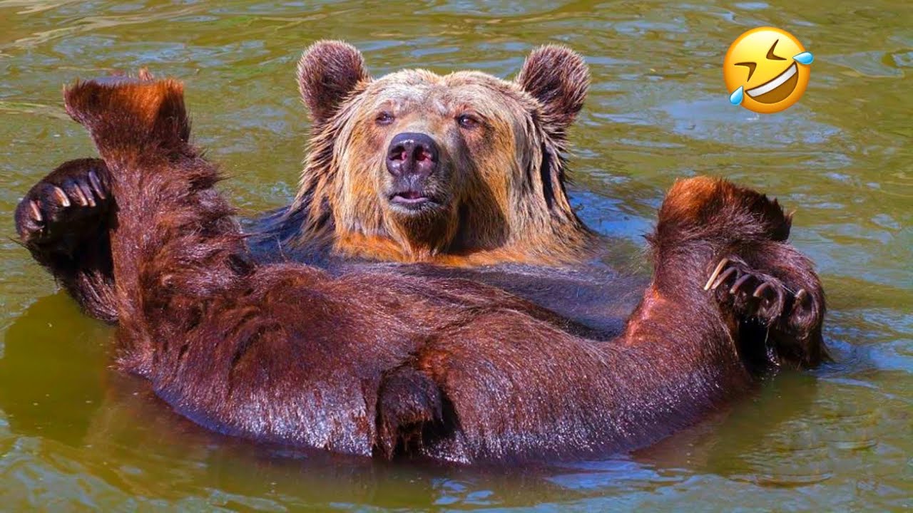 САМАЯ СМЕШНАЯ подборка медведей | Смешные медведи🐻 Самые смешные видео о животных | 10 минут лучш...