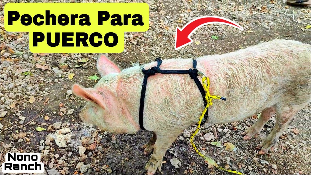 Como Hacer Una PECHERA PARA PUERCO 👌