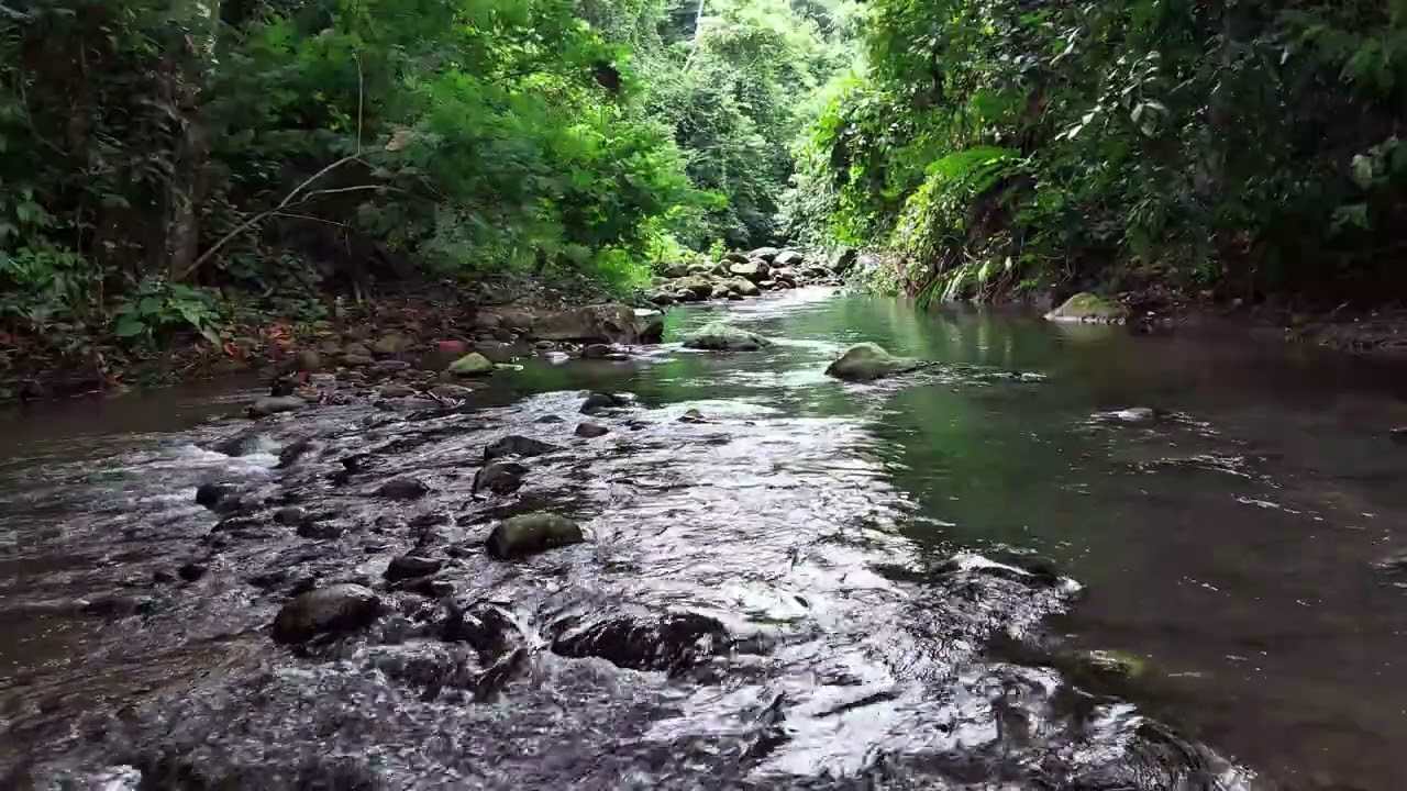 Calm Anxiety & Restore Focus with Peaceful Forest River Flow