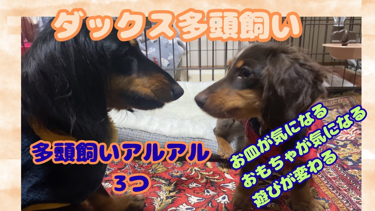 【エトワとステラ】ダックス多頭飼いあるある　3つ紹介