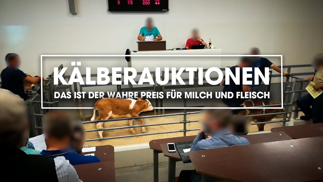 Aufgedeckt: So sehr leiden Tierbabys auf Kaelberauktionen in Bayern!