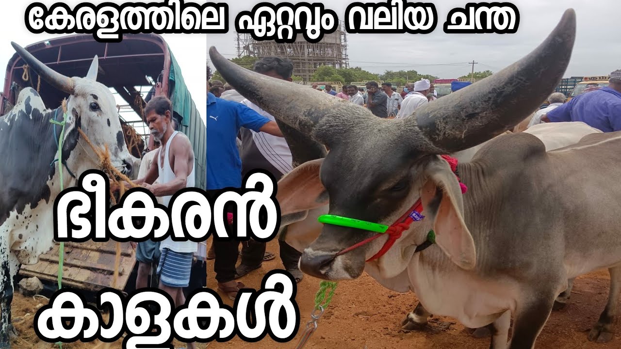 കാളകളെ കണ്ടു ഞെട്ടി cow farming kerala malayalam