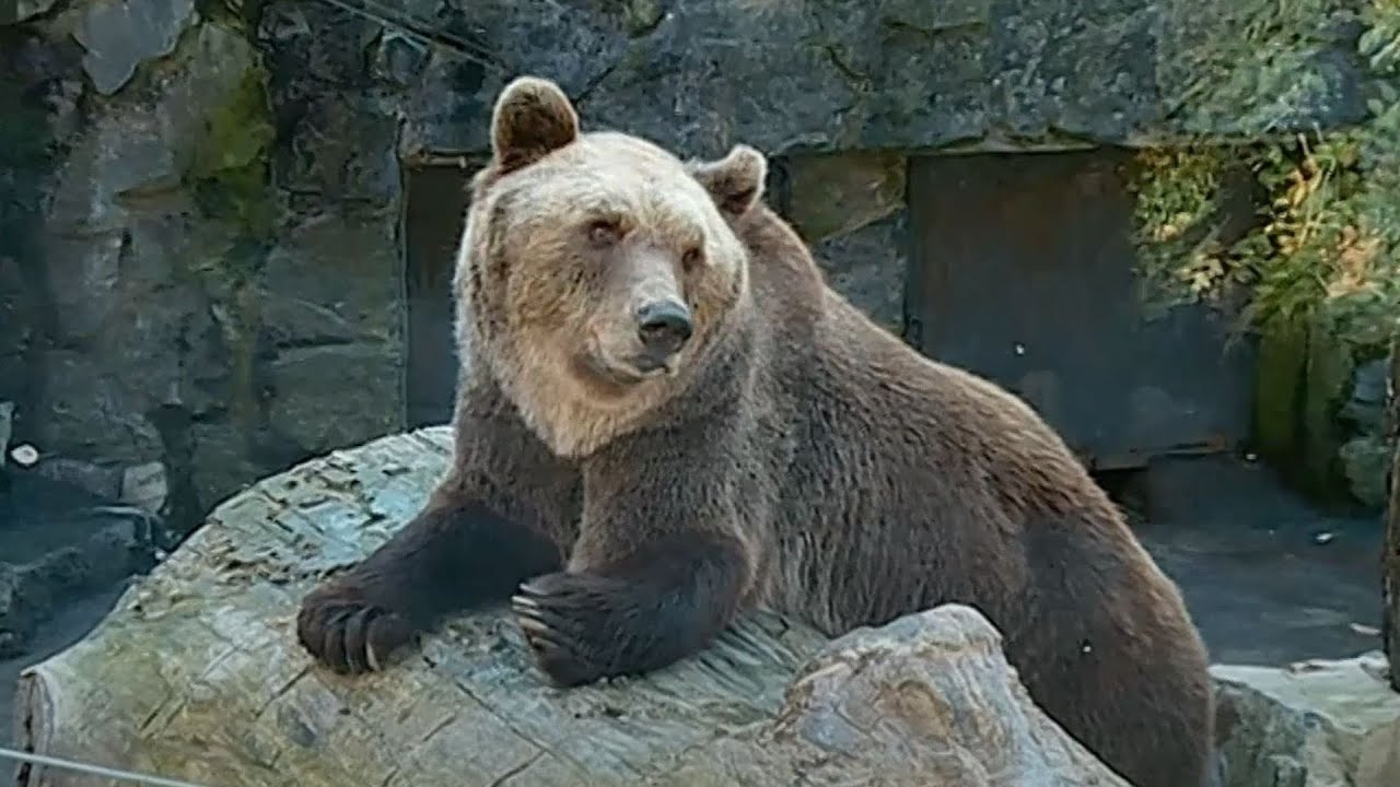 Upoznajte česte likove dječjih priča - medvjede! | IDEMO U ZOO