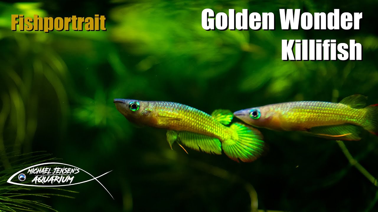 Golden Wonder Killifish - Aplochelius Lineatus (Gold)