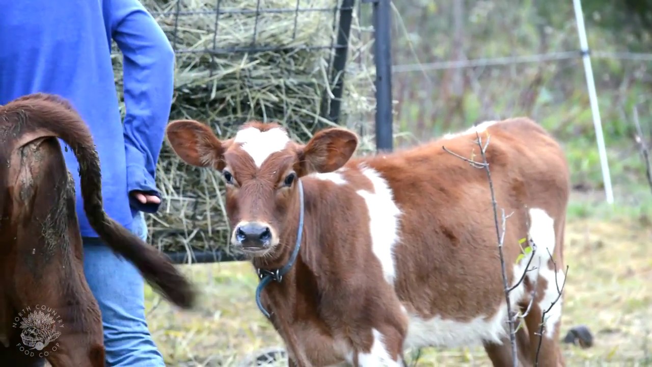 North Country Creamery | Small Farm, Big Taste